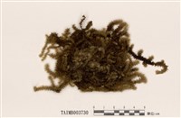 藏品(垂苔屬)的圖片